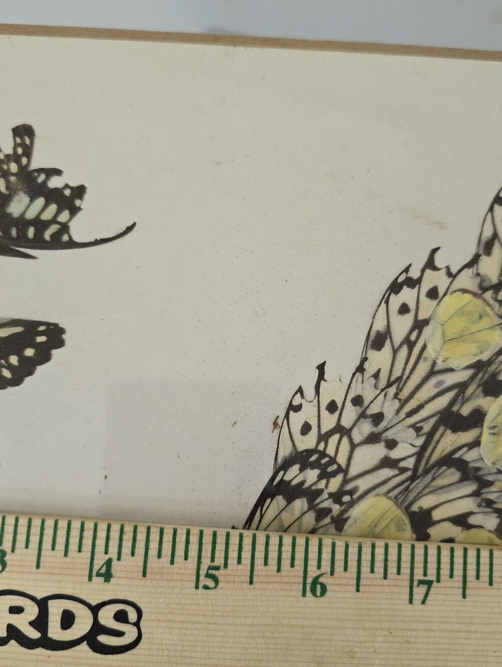 Vintage Real Moth and Butterfly Wing Art Taxidermy Peacock Beautiful - Picture 11 of 11